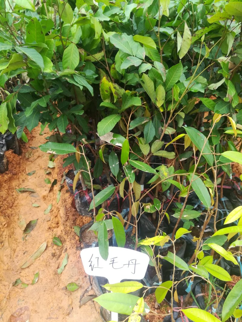 广西育苗基地，有紫色番石榴，红心番石榴胭脂番石榴