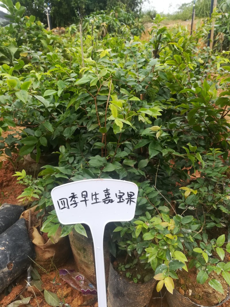 广西育苗基地，有紫色番石榴，红心番石榴胭脂番石榴