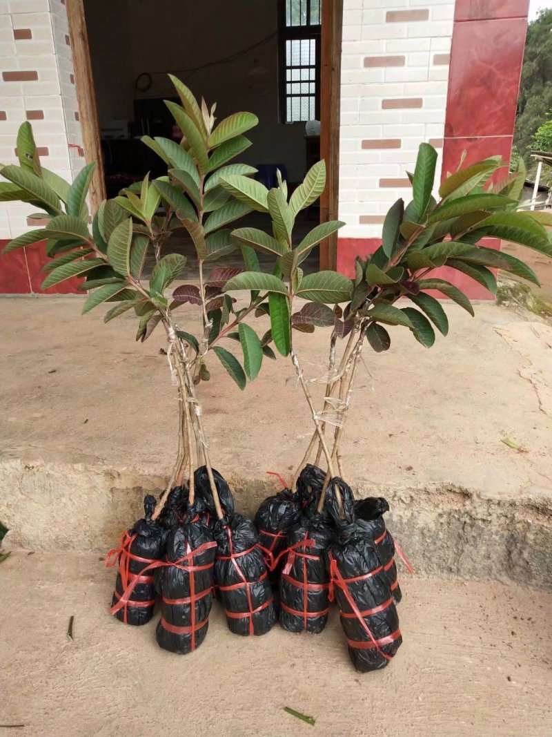 广西育苗基地，有紫色番石榴，红心番石榴胭脂番石榴