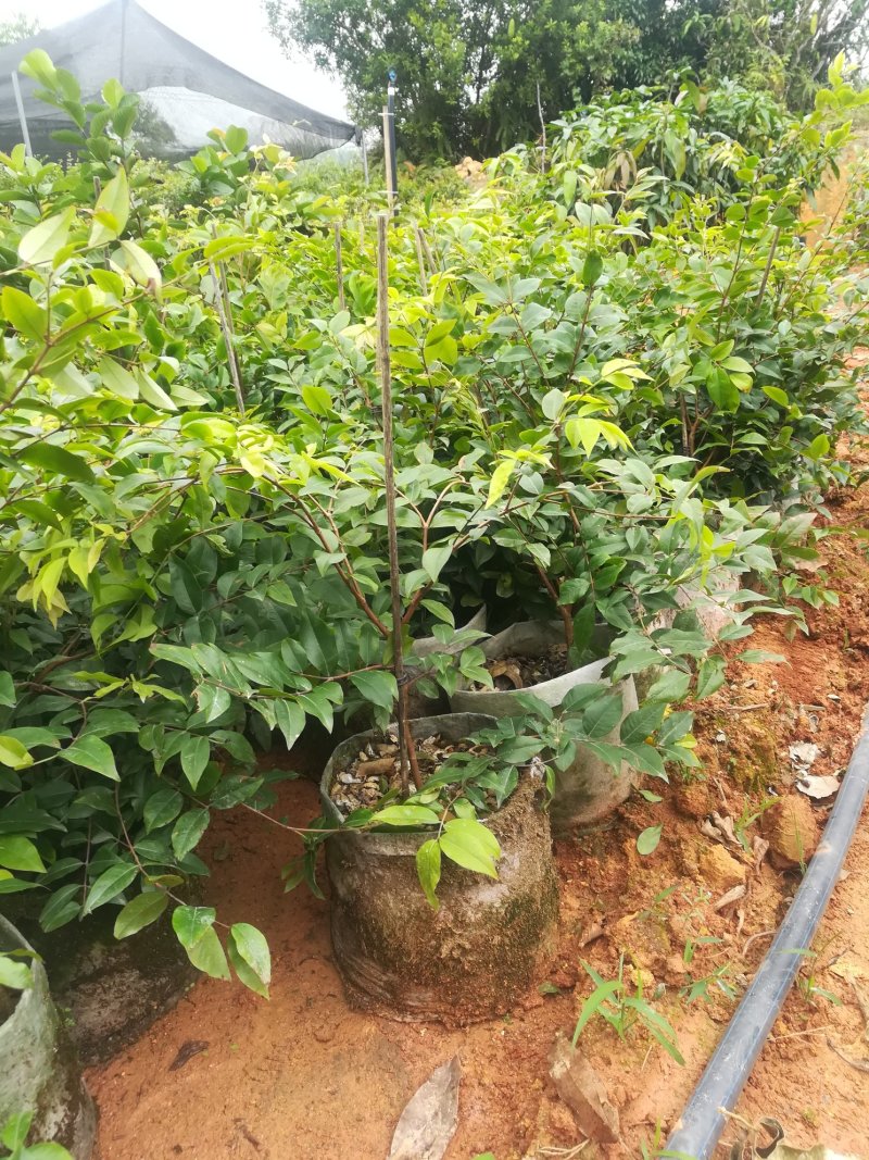 广西育苗基地，有紫色番石榴，红心番石榴胭脂番石榴