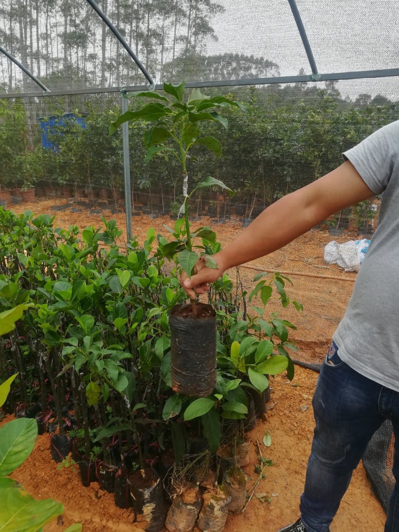 广西育苗基地，有紫色番石榴，红心番石榴胭脂番石榴