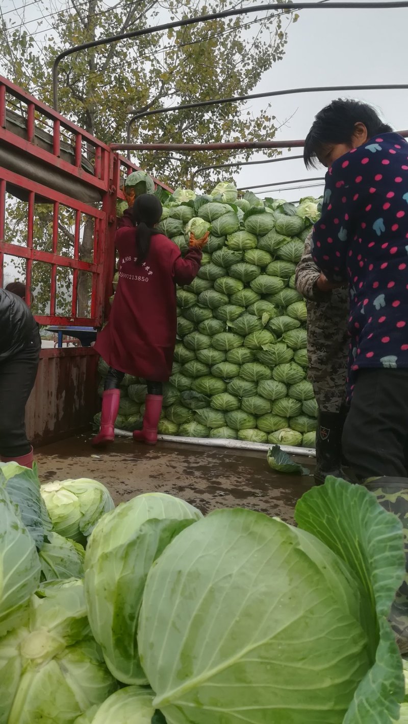 湖北扁包菜，冬升，冬绿，奥奇娜，银盛，春旺，代发全国