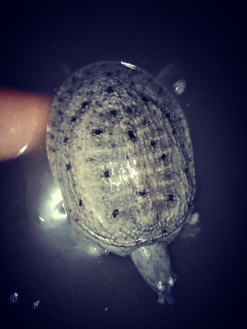 温室甲鱼
