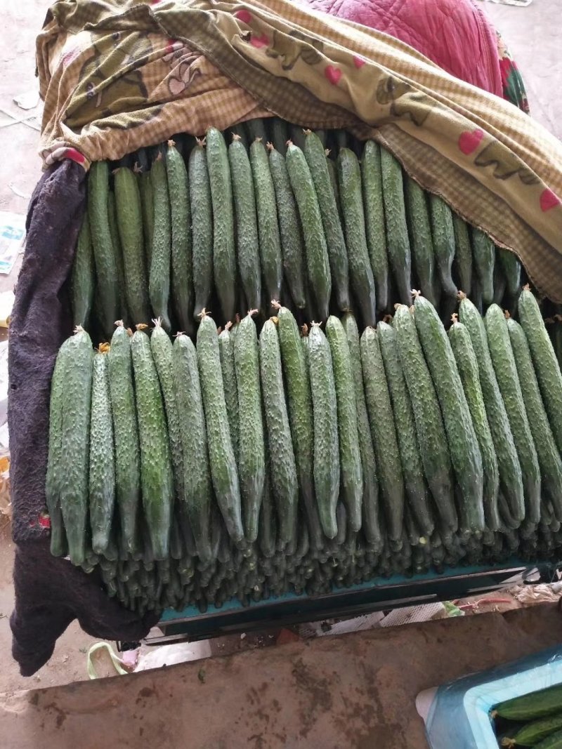 精品各种蔬菜，四季有货