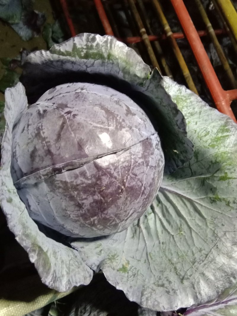精品各种蔬菜，四季有货