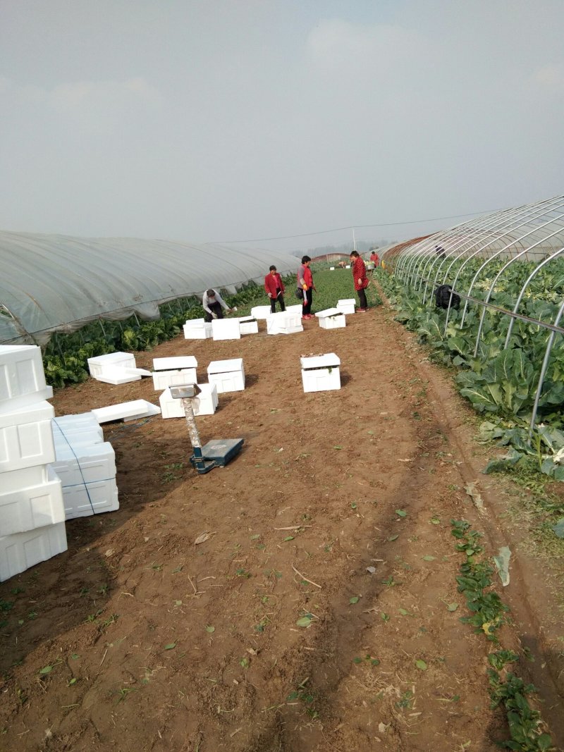 苏北地区精品黑圆叶菠菜大量上市了，欢迎客商前来选购！