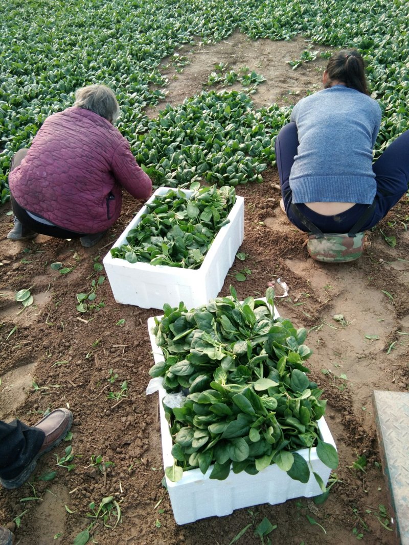 苏北地区精品黑圆叶菠菜大量上市了，欢迎客商前来选购！