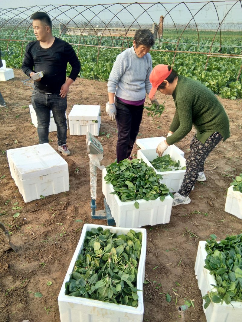 苏北地区精品黑圆叶菠菜大量上市了，欢迎客商前来选购！