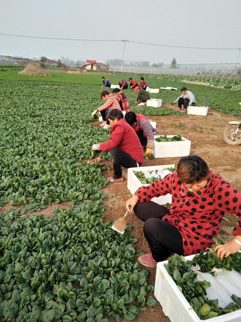 苏北地区精品黑圆叶菠菜大量上市了，欢迎客商前来选购！