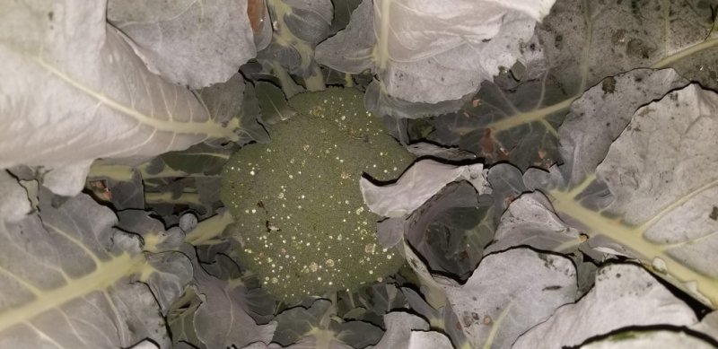 菜花