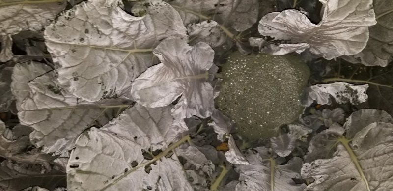 菜花