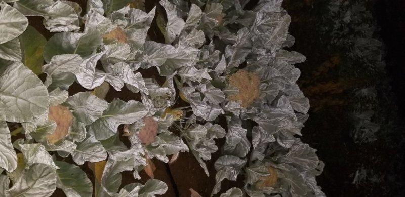 菜花