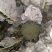 菜花