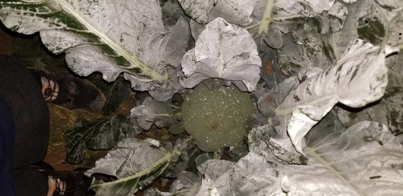 菜花