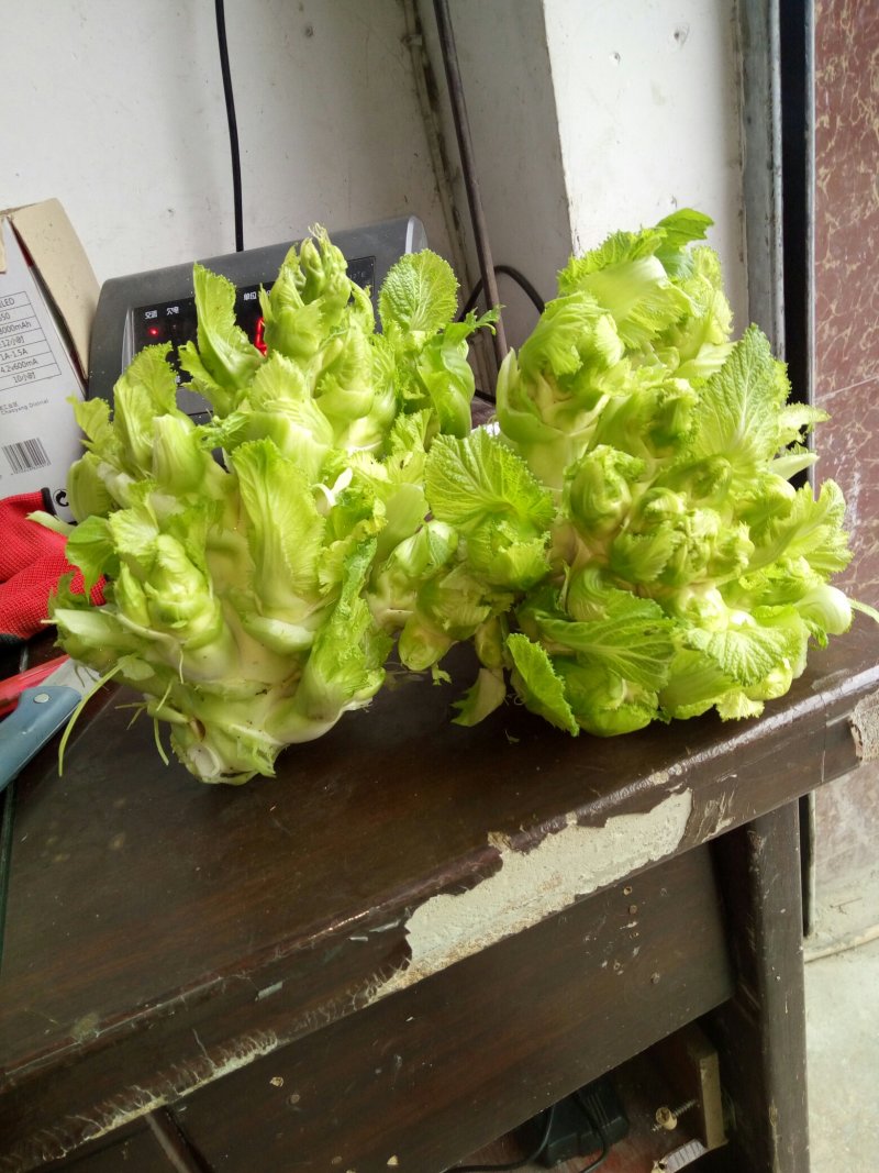 早中熟儿菜上市了