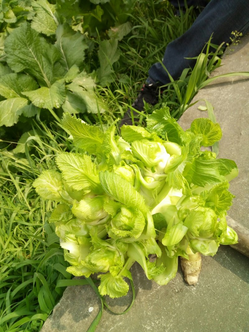 早中熟儿菜上市了