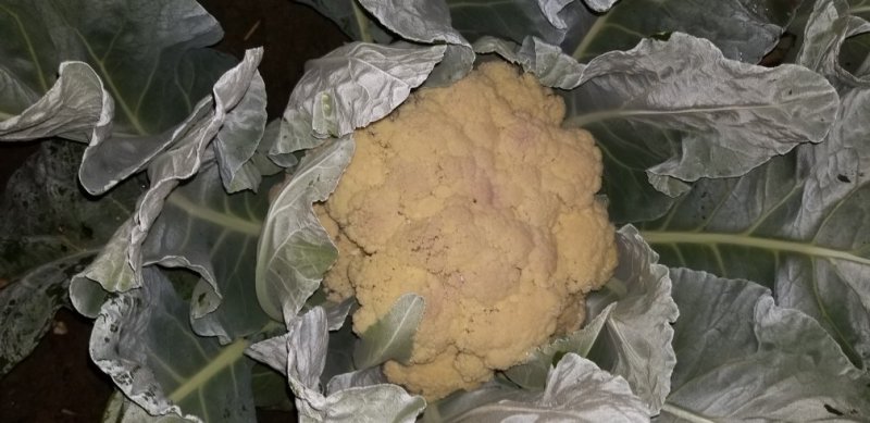 菜花