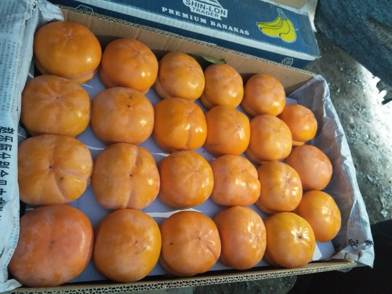 磨盘柿子
