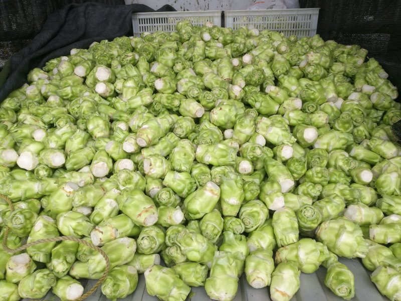 儿菜，榨菜，2022儿菜开始销售了，有需要的朋友联系我哈