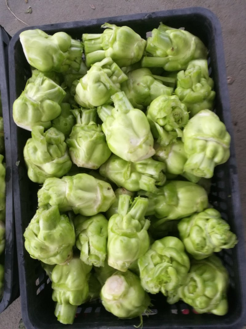 儿菜，榨菜，2022儿菜开始销售了，有需要的朋友联系我哈