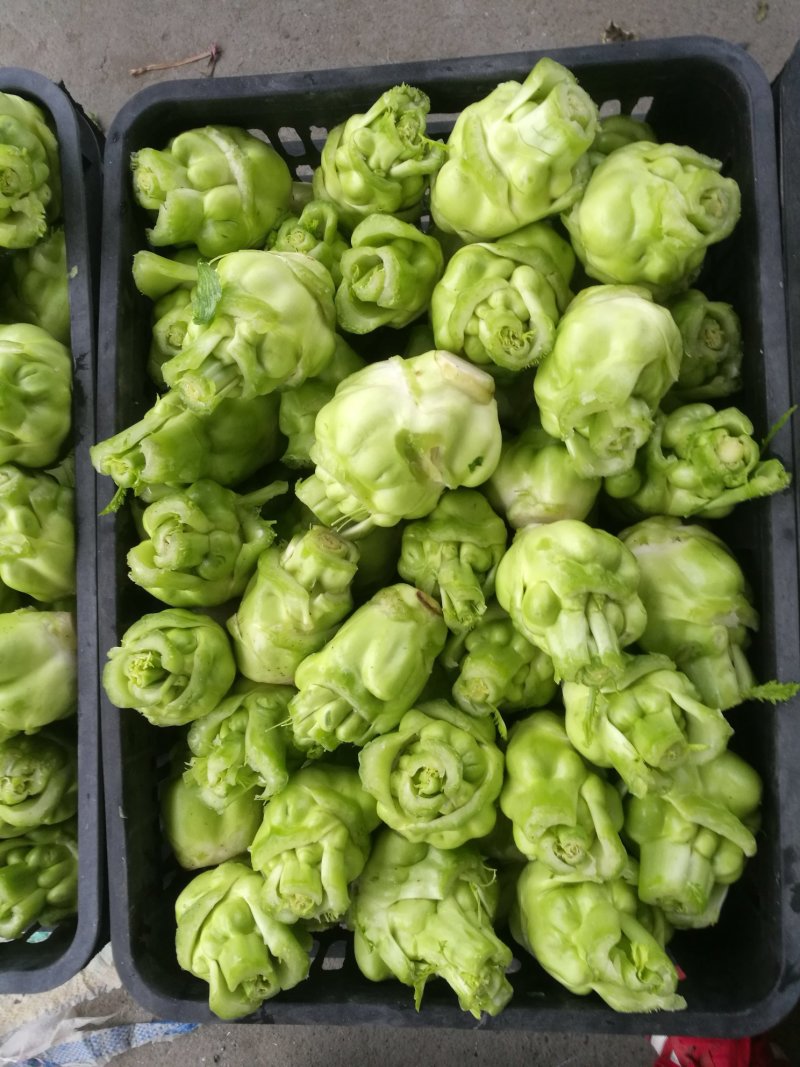 儿菜，榨菜，2022儿菜开始销售了，有需要的朋友联系我哈