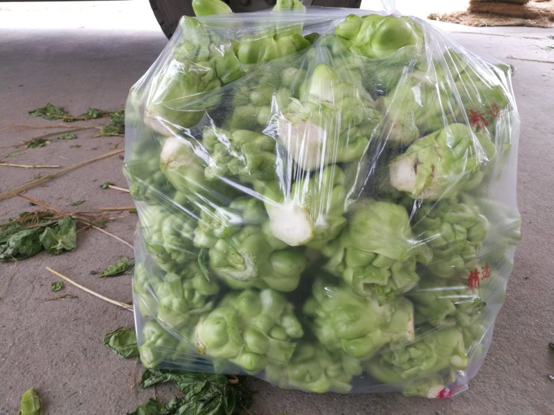 儿菜，榨菜，2022儿菜开始销售了，有需要的朋友联系我哈
