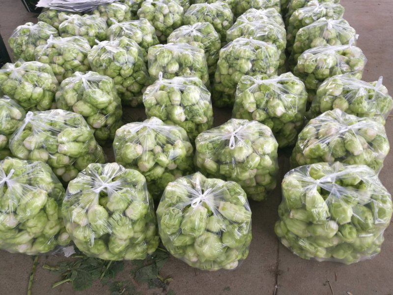 儿菜，榨菜，2022儿菜开始销售了，有需要的朋友联系我哈