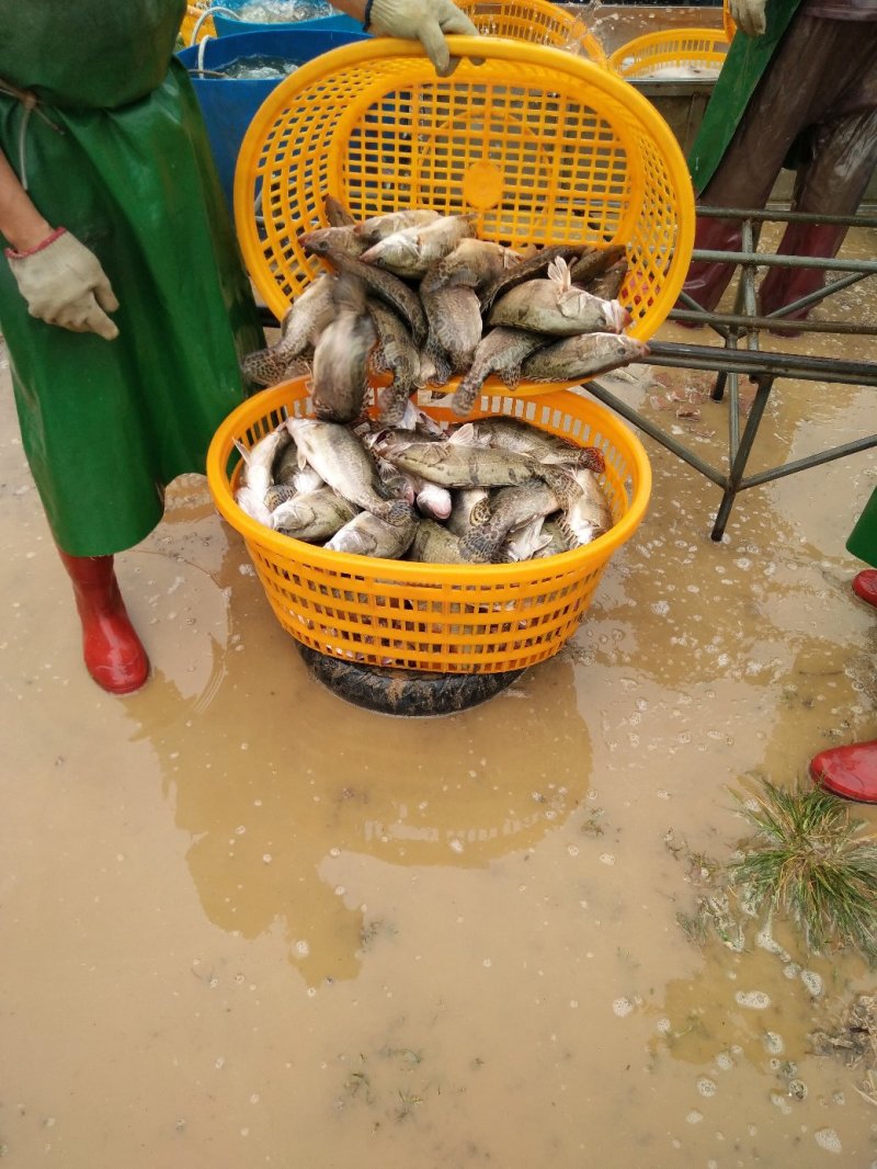 常年供应酒家酒楼各种规格鳜鱼