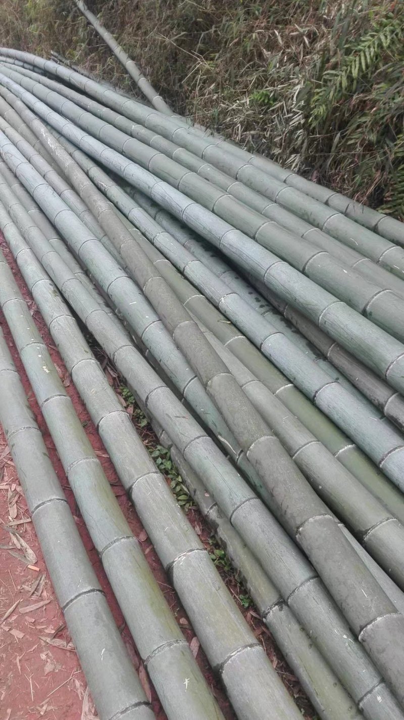 浙江毛竹竹片我们20几个人砍竹子量大稳定楠竹
