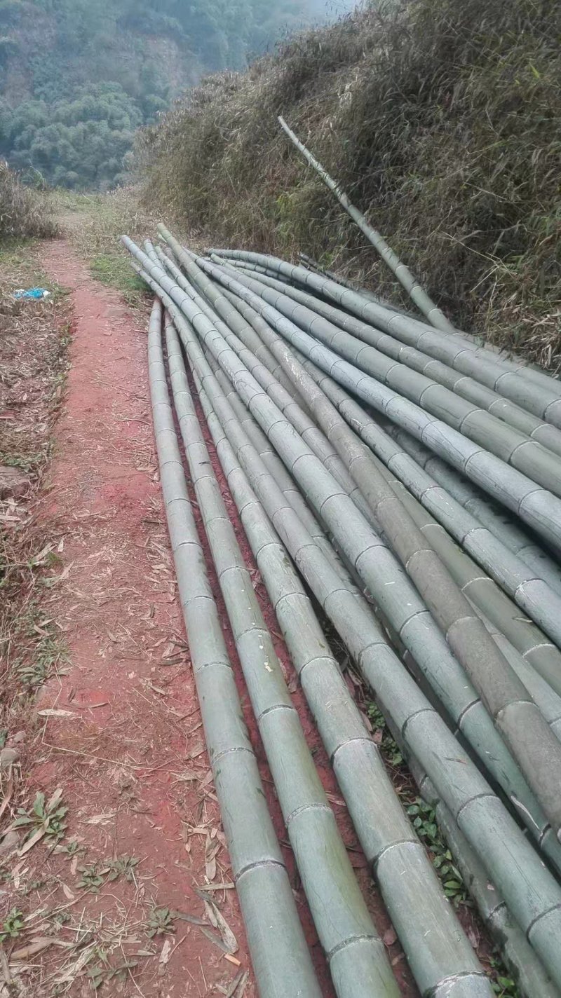浙江毛竹竹片我们20几个人砍竹子量大稳定楠竹