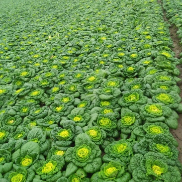 自家种植优质黄心菜，质量保证量大从优