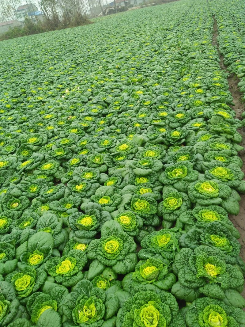 自家种植优质黄心菜，质量保证量大从优