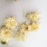七月菊，中药材七月菊，菊花