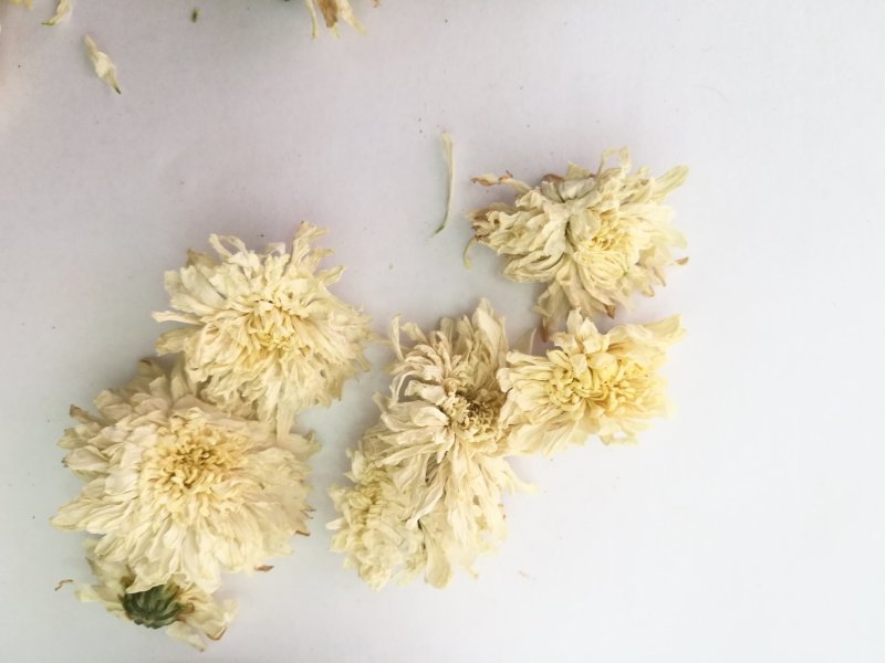 七月菊，中药材七月菊，菊花