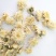 七月菊，中药材七月菊，菊花