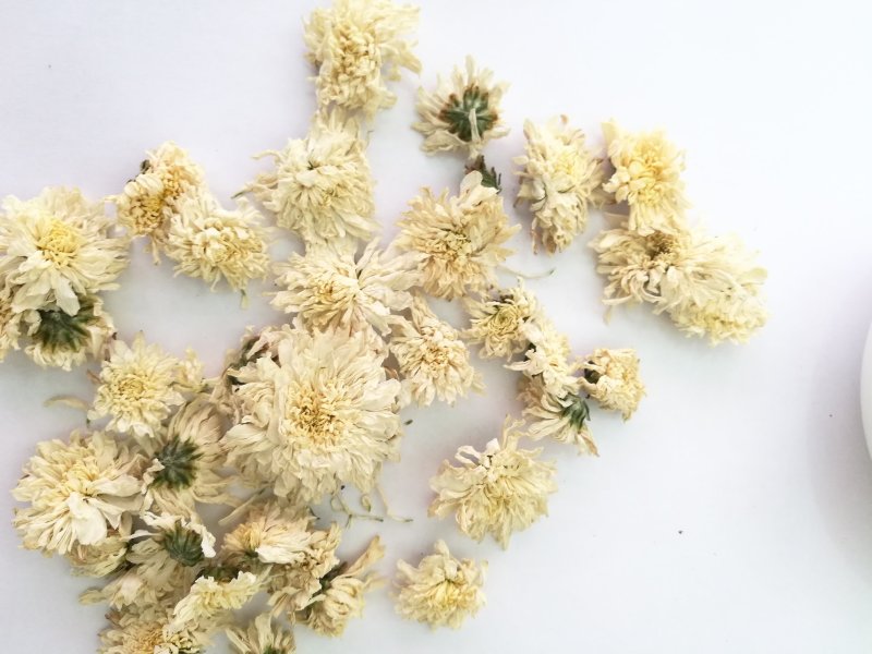 七月菊，中药材七月菊，菊花