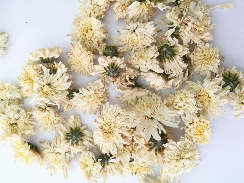 七月菊，中药材七月菊，菊花