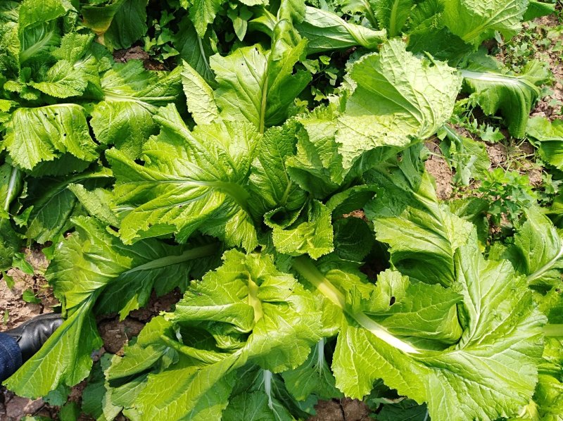 山地自种儿菜