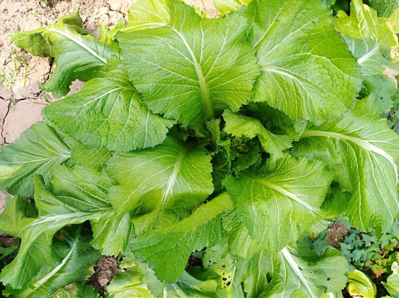 山地自种儿菜