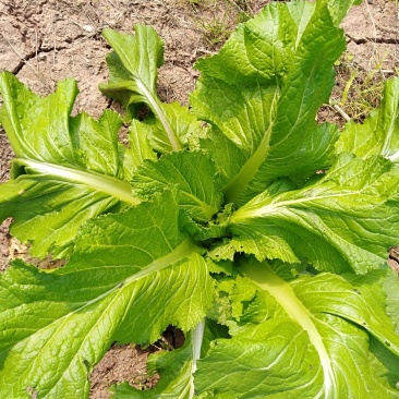 山地自种儿菜