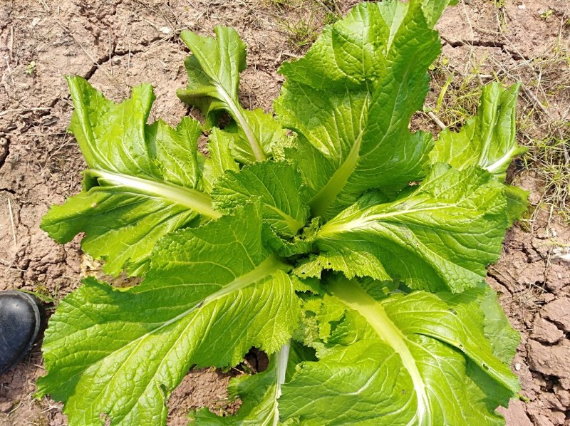 山地自种儿菜
