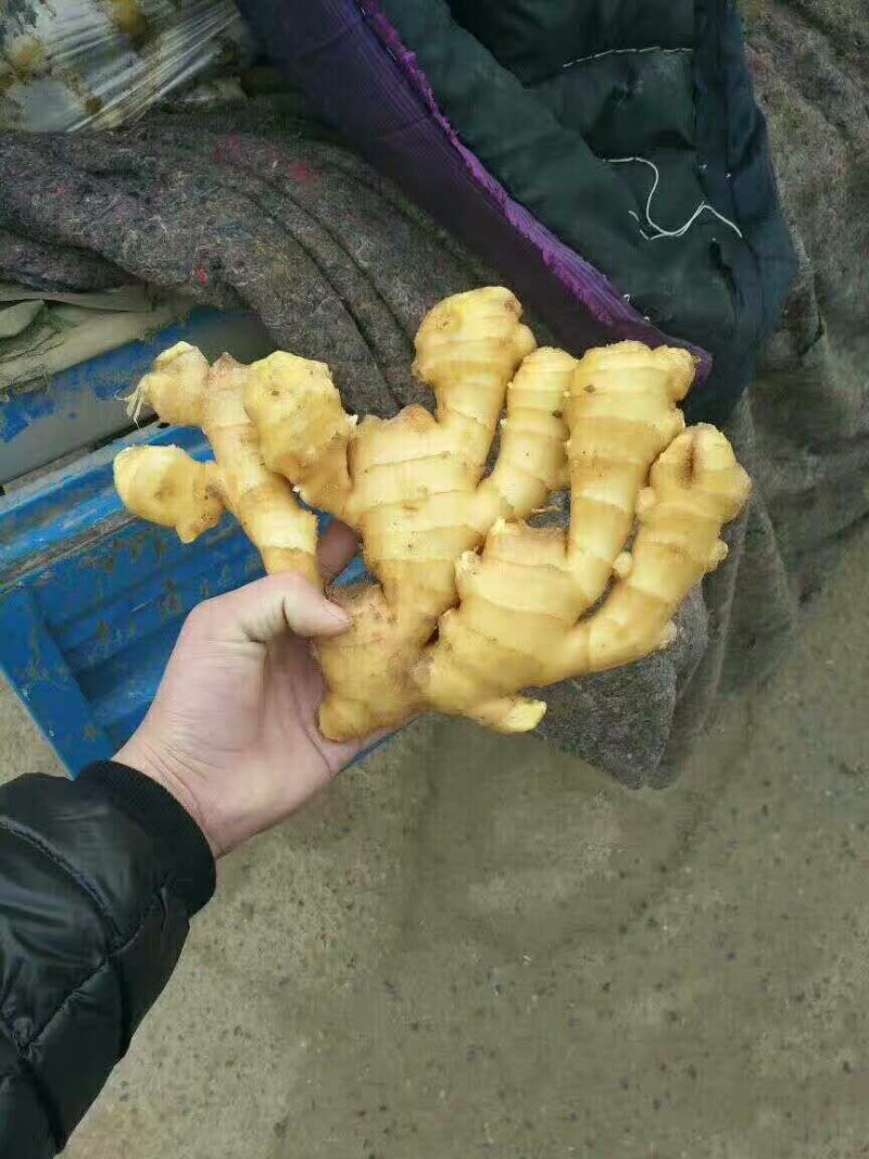 山西生姜，大黄姜，水洗生姜，仔姜，风干姜货源充足