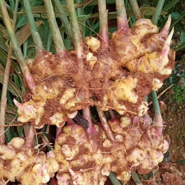 云南省新鲜小黄姜带土