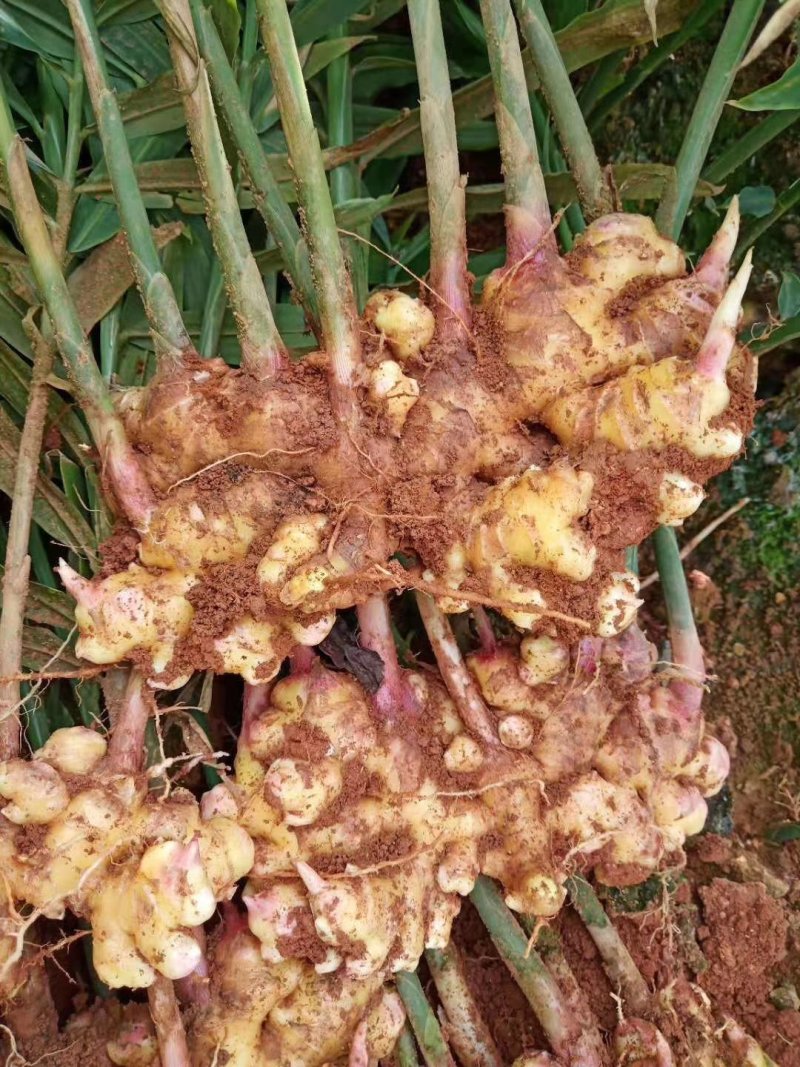 云南省新鲜小黄姜带土