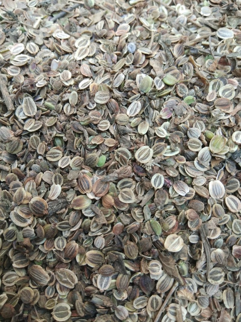 白花前胡销售