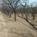杏树山杏树大杏树10152030到40公分