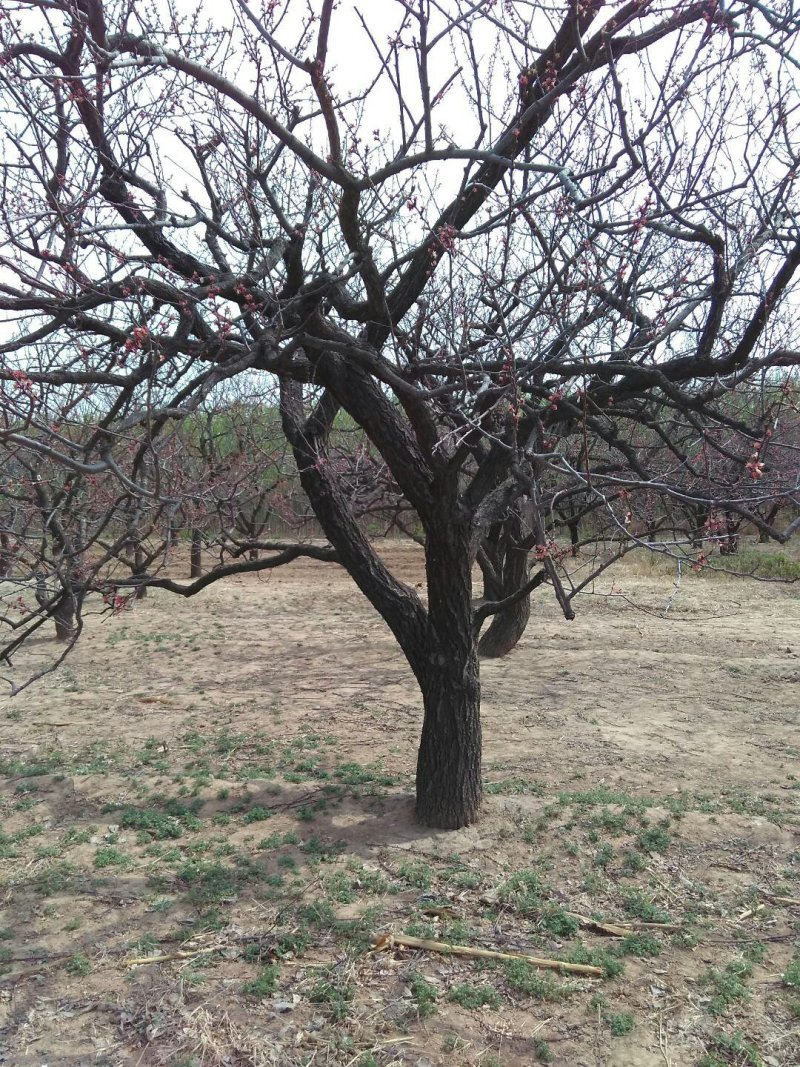 杏树山杏树大杏树10152030到40公分