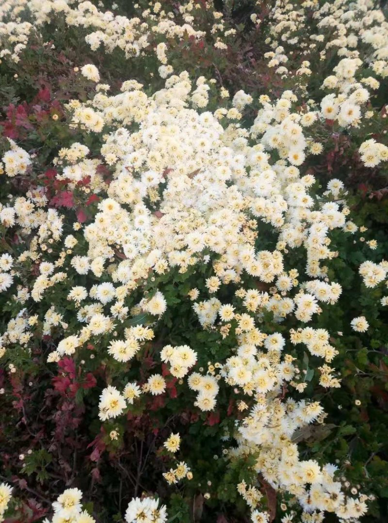 河北邯郸经营菊花合作社