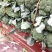 新野西兰花质量好货多价格便宜有需要的可联系，合顺蔬菜基地