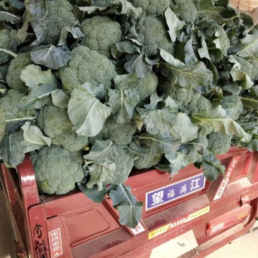 新野西兰花质量好货多价格便宜有需要的可联系，合顺蔬菜基地